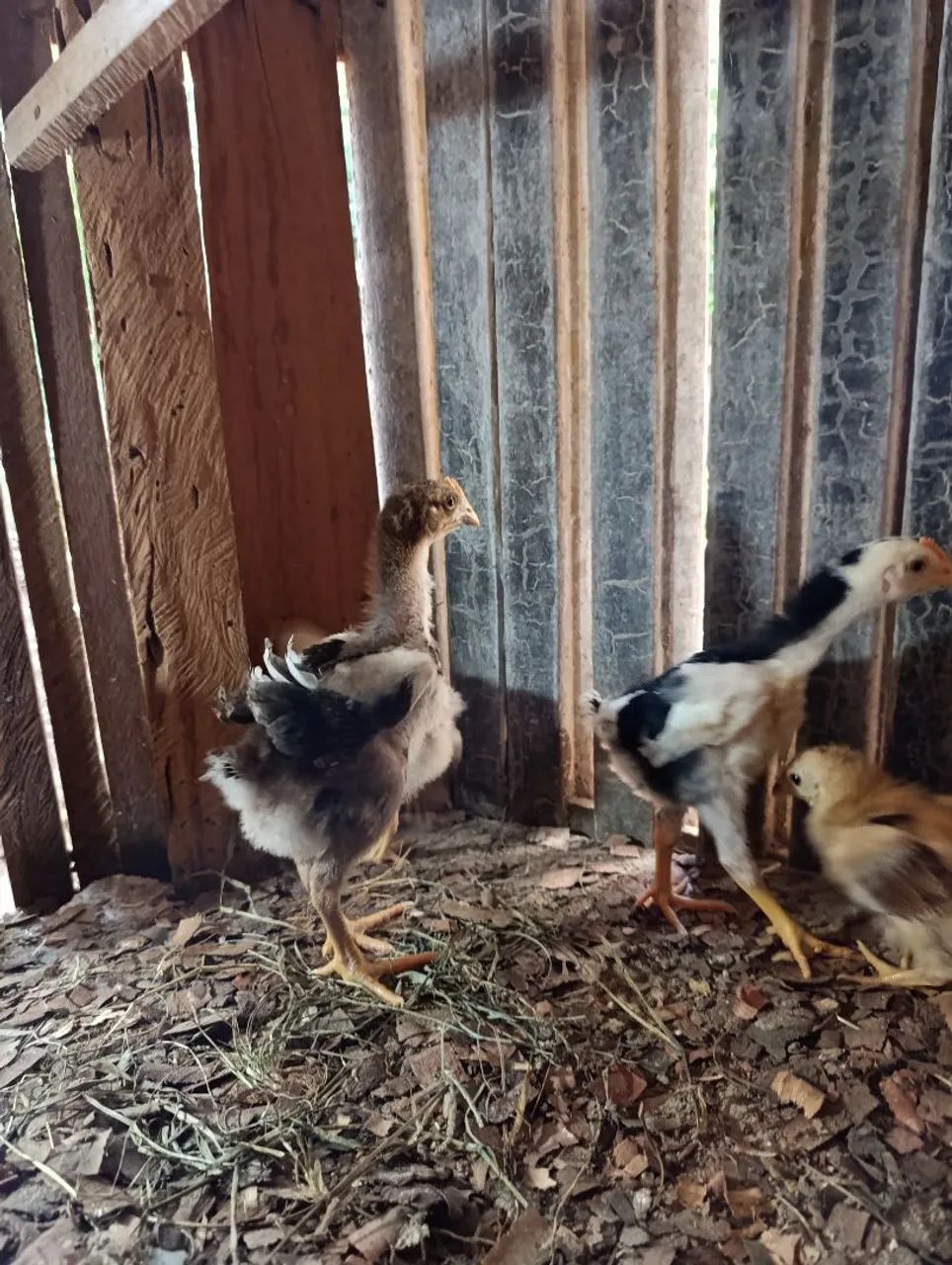 Pintos caipira melhorados, Gsb e Rhode Sland Red - Foto 3