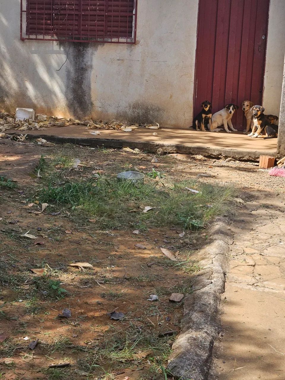  filhotes de cachorro para adoção - Foto 4