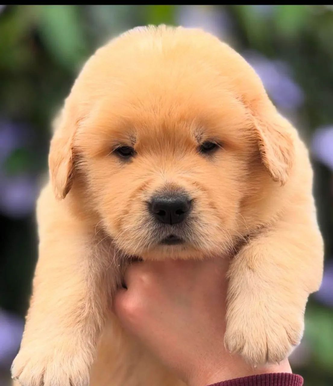 Filhote Chow-chow, ganhe um amor incondicional!