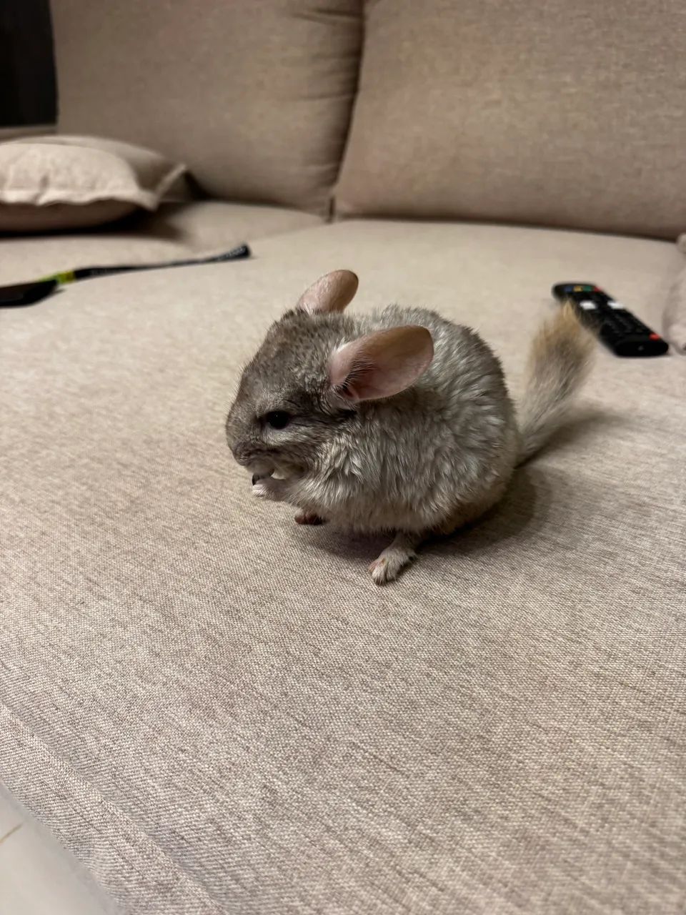 Chinchila macho - Foto 5