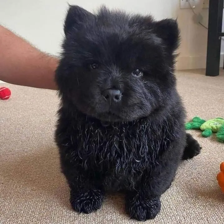 Filhote Chow-Chow Macho - Pelúcia Negra