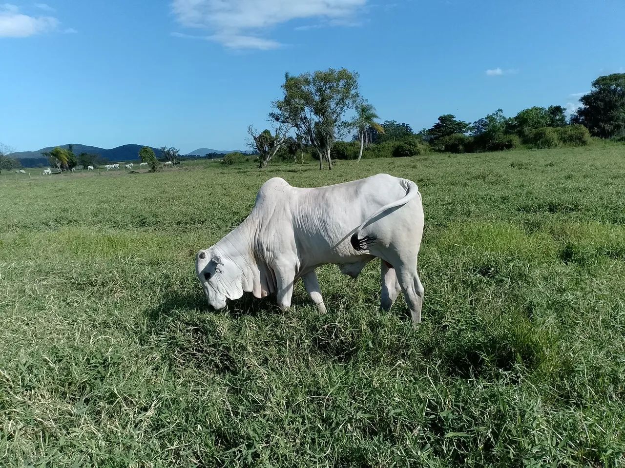 Touros Nelore PO - Foto 2