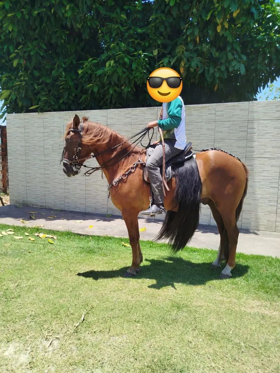 Cavalo alazam - Foto 4