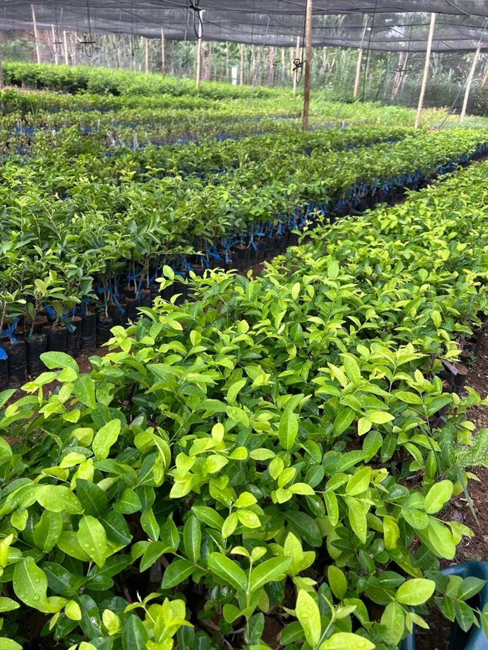 Mudas de acerola - Foto 5