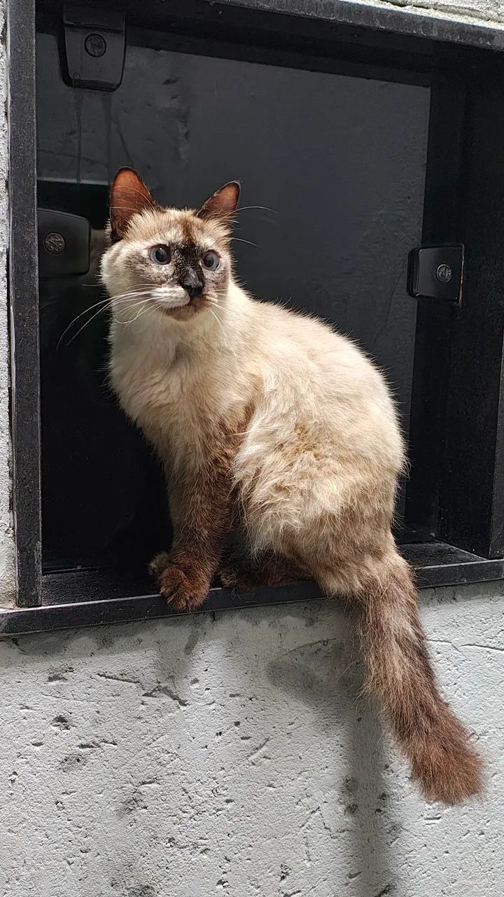 Gata Siamês para Adoção - Foto 2