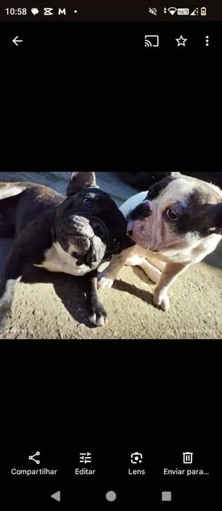 Filhote de Bulldog Francês - Foto 5