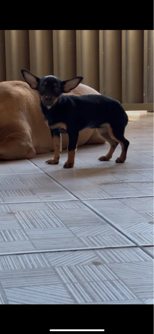 Filhote Pinscher fêmea 