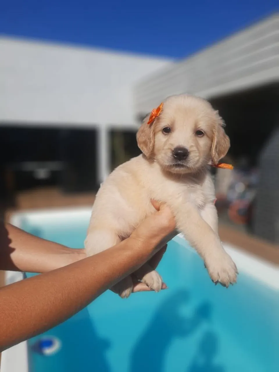 Filhote Golden Retriever - Fêmea