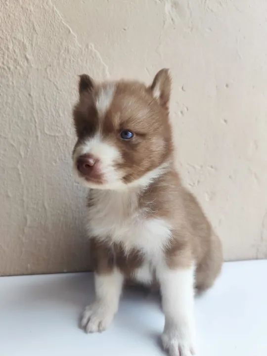 Filhotes de husky siberiano  - Foto 4