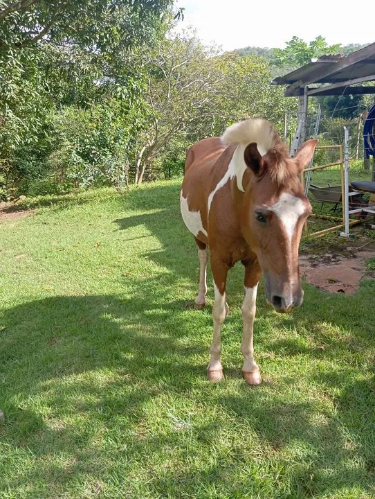Vendo cavalo top - Foto 4