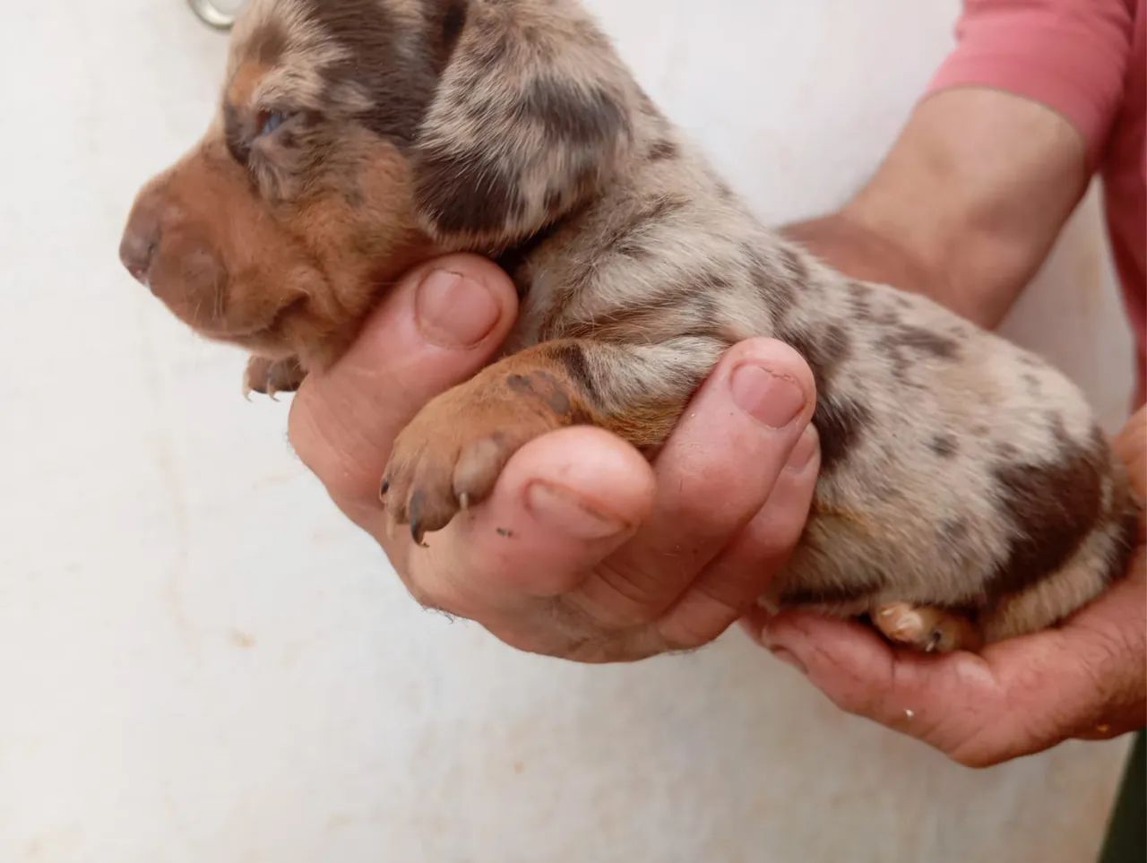 Cofap . Dachshund fêmea chocomerle olhos azul  - Foto 2