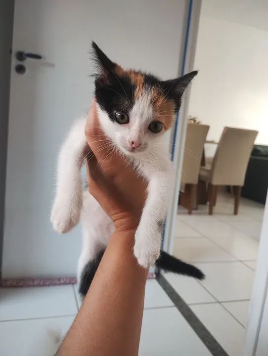 Gatinha para Doação  - Foto 3
