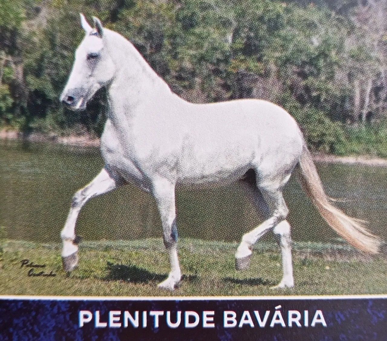 SERTANEJO DO ZEL, FATOR DA CAVARÚ-RETÃ X PLENITUDE BAVÁRIA  - Foto 5