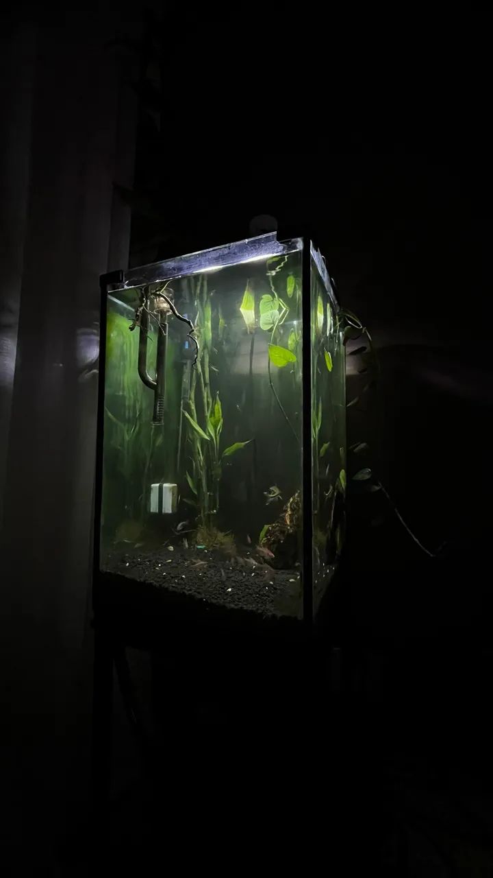 Aquário 96 litros com suporte de ferro 