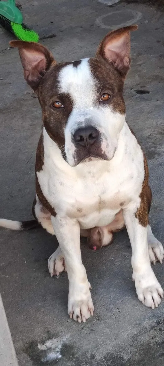 Pitbull Amigável para Adoção