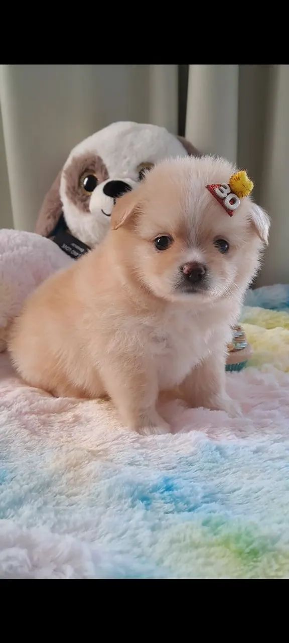 Filhote Chihuahua + Lulu da Pomerania  - Foto 2