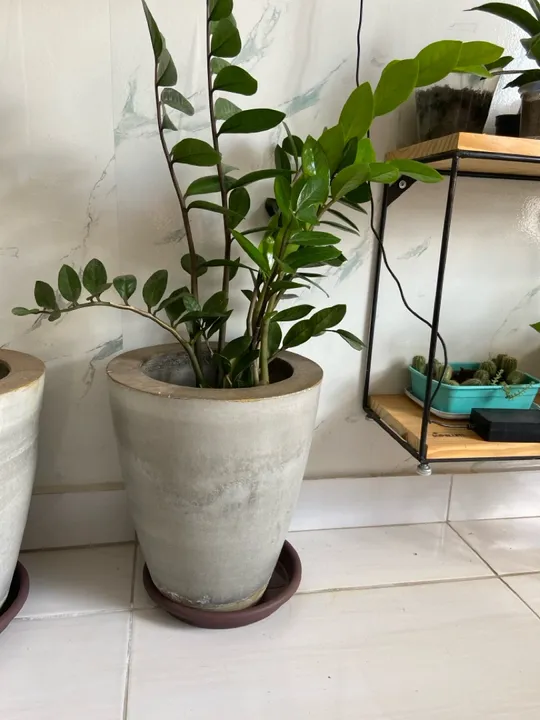 Planta de vaso - Zamioculcas zamiifolia