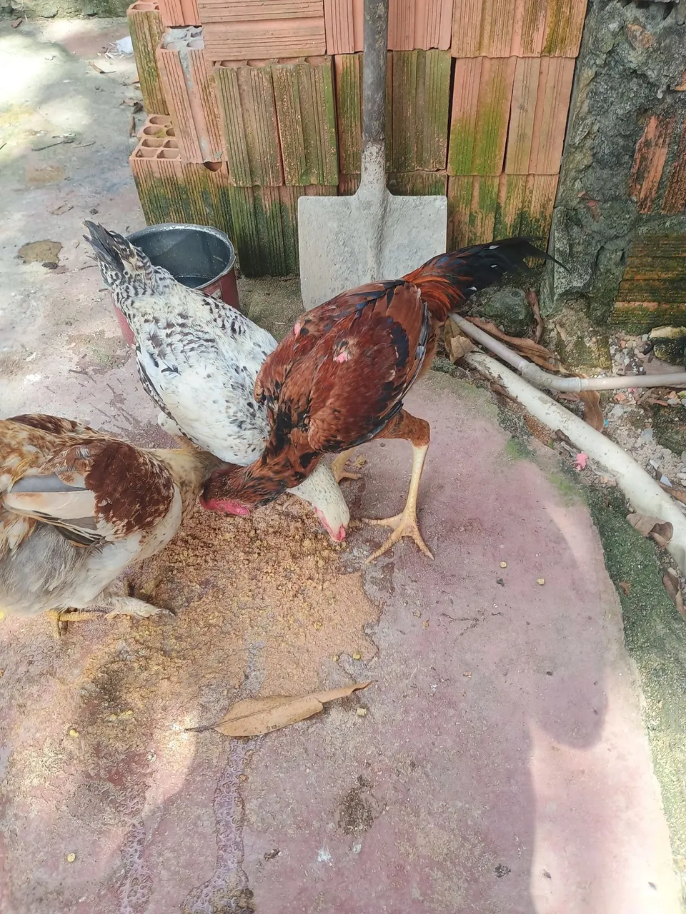 Frango carioca vermelho