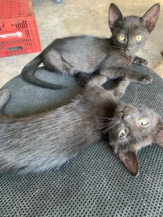 Gatinho preto lindo para adoção - Foto 3