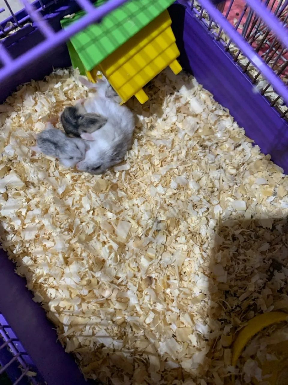 Vendo hamister e assessorias - Foto 4