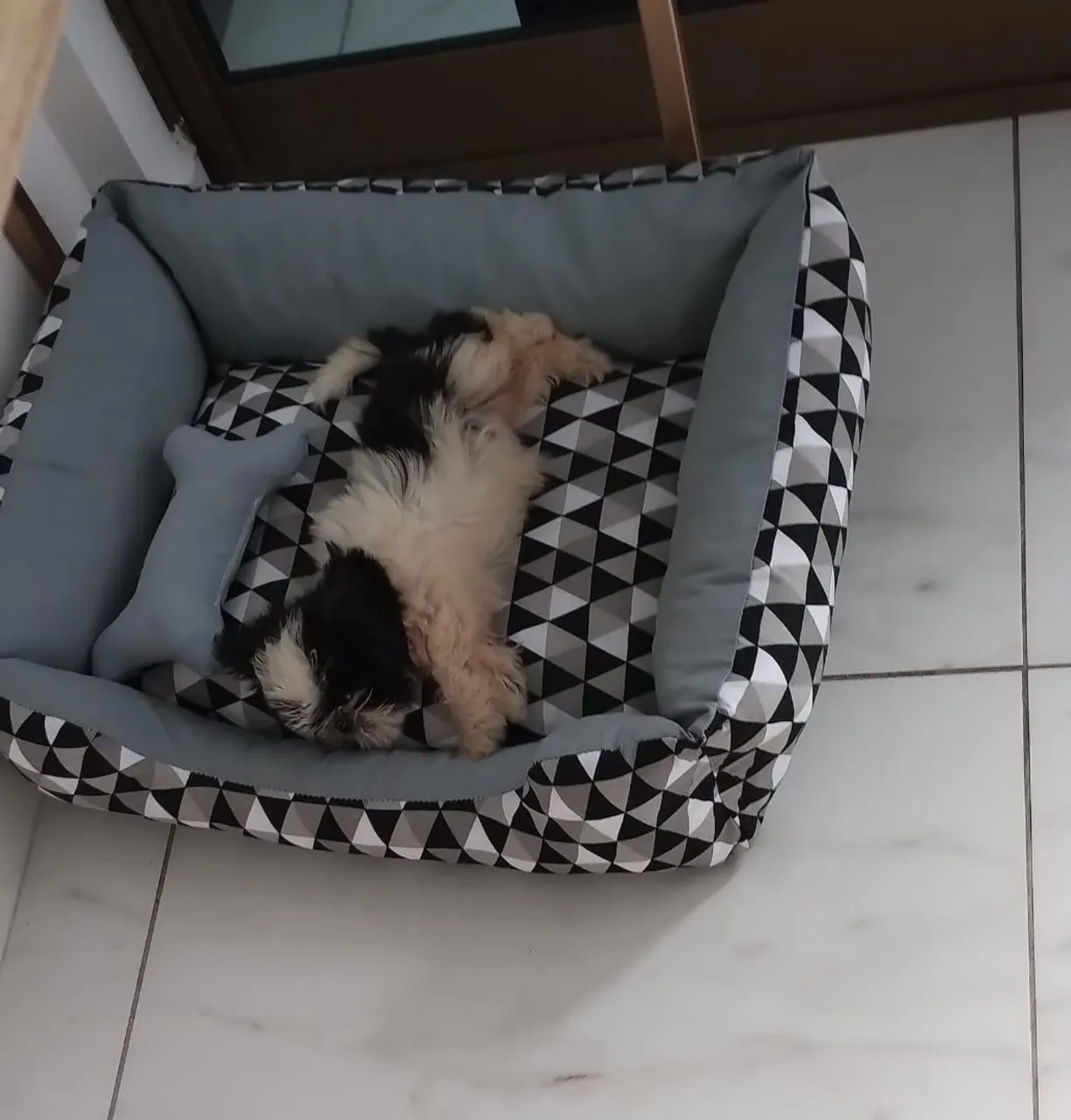 ShihTzu fêmea 4 meses