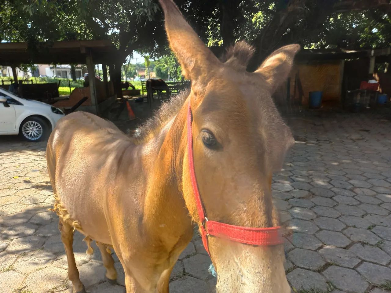 Mula  ( pai registrado) - Foto 4