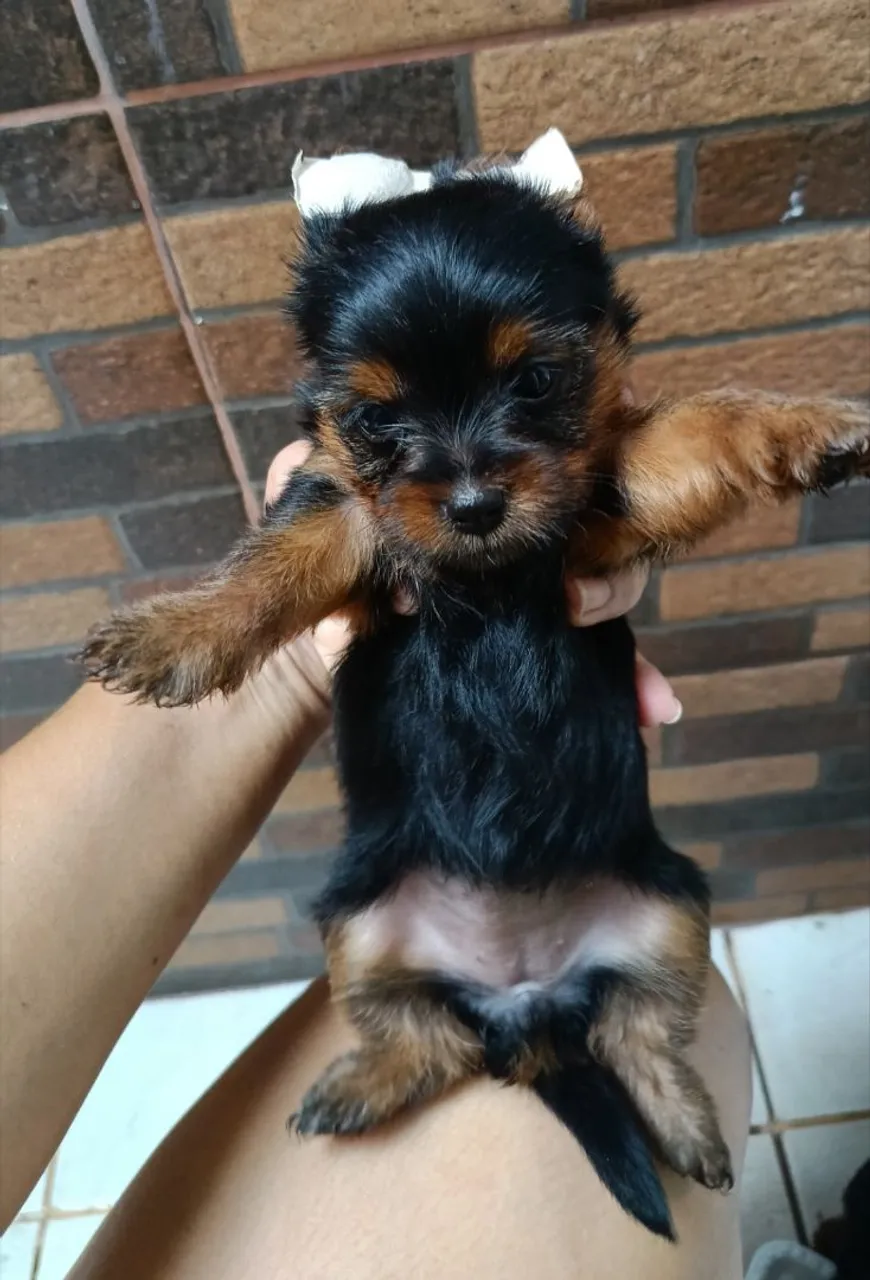 Filhote de Yorkshire Terrier - Fofura em 4 Patas!