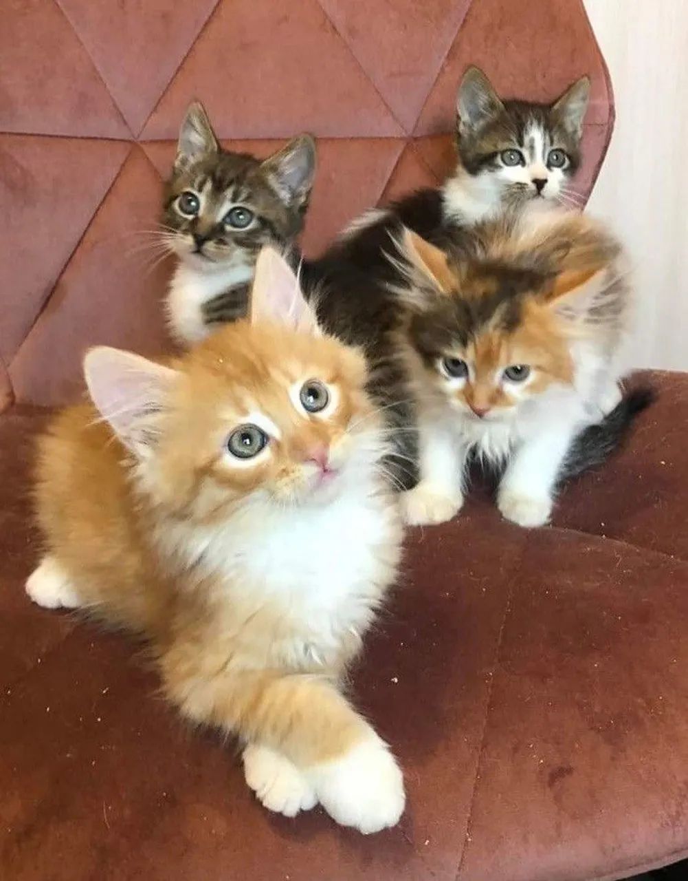 Lindos Maine Coons Disponíveis - Gatos Grandes, Amor Enorme!