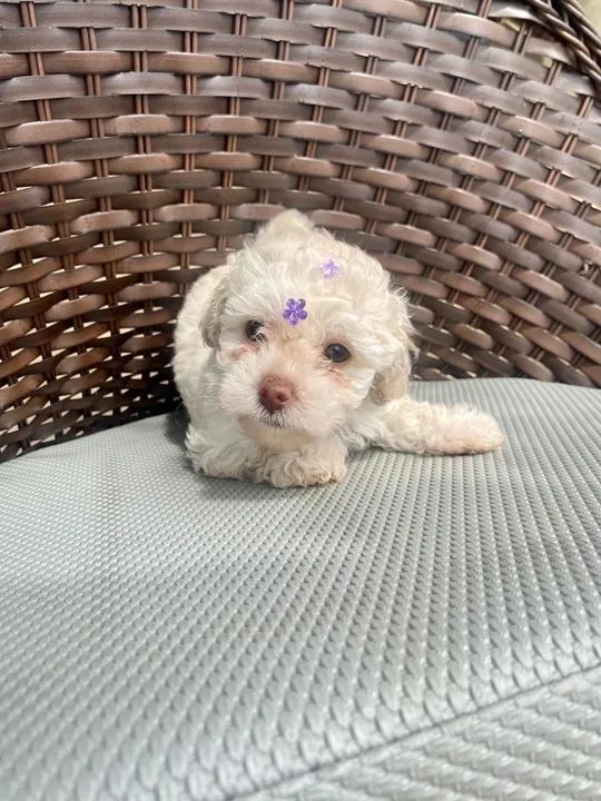 Pastor Alemão os mais saudaveis e legetimos pacotinhos de amor - Foto 4
