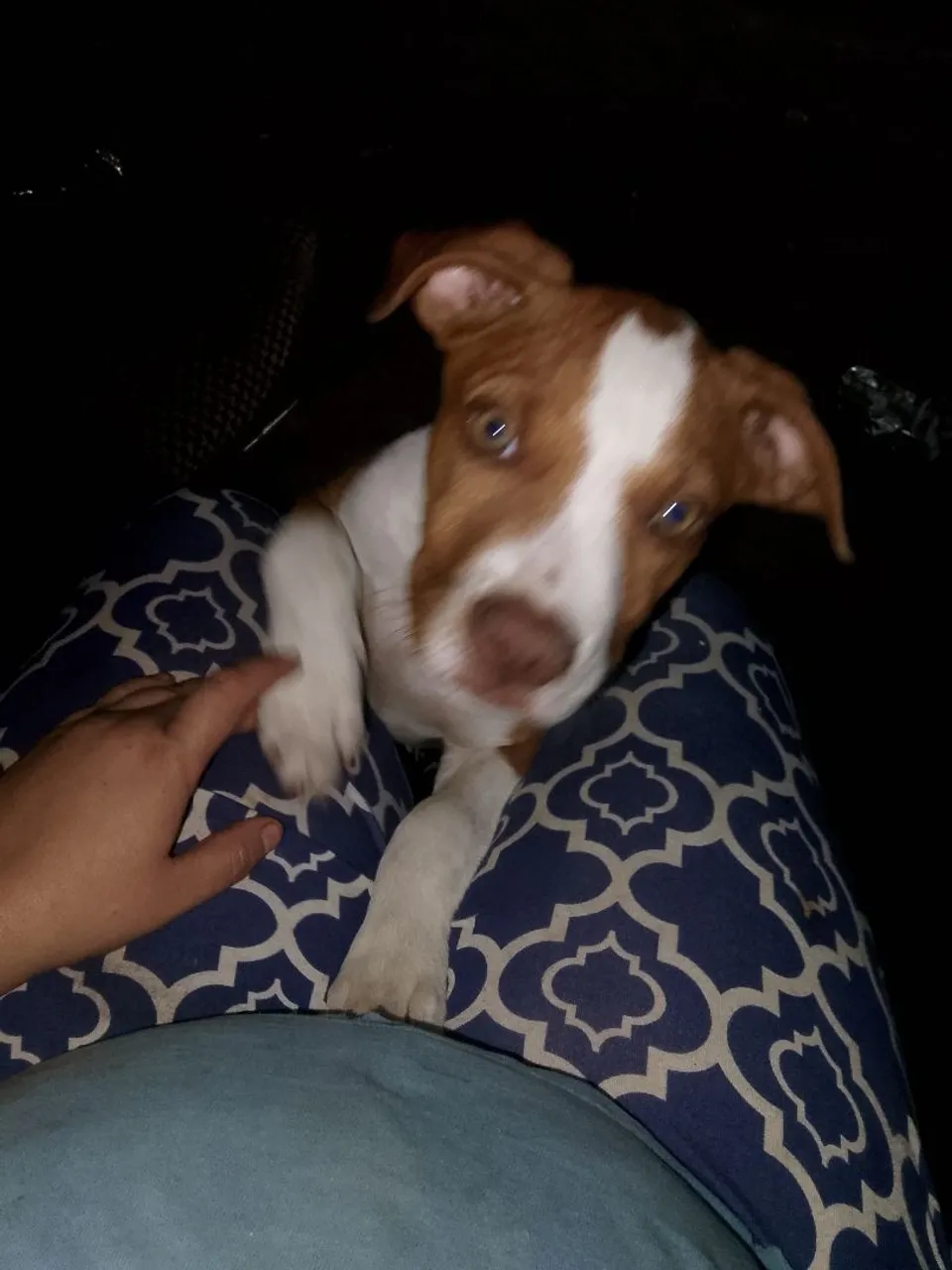 Filhote de Pitbull fêmea para adoção