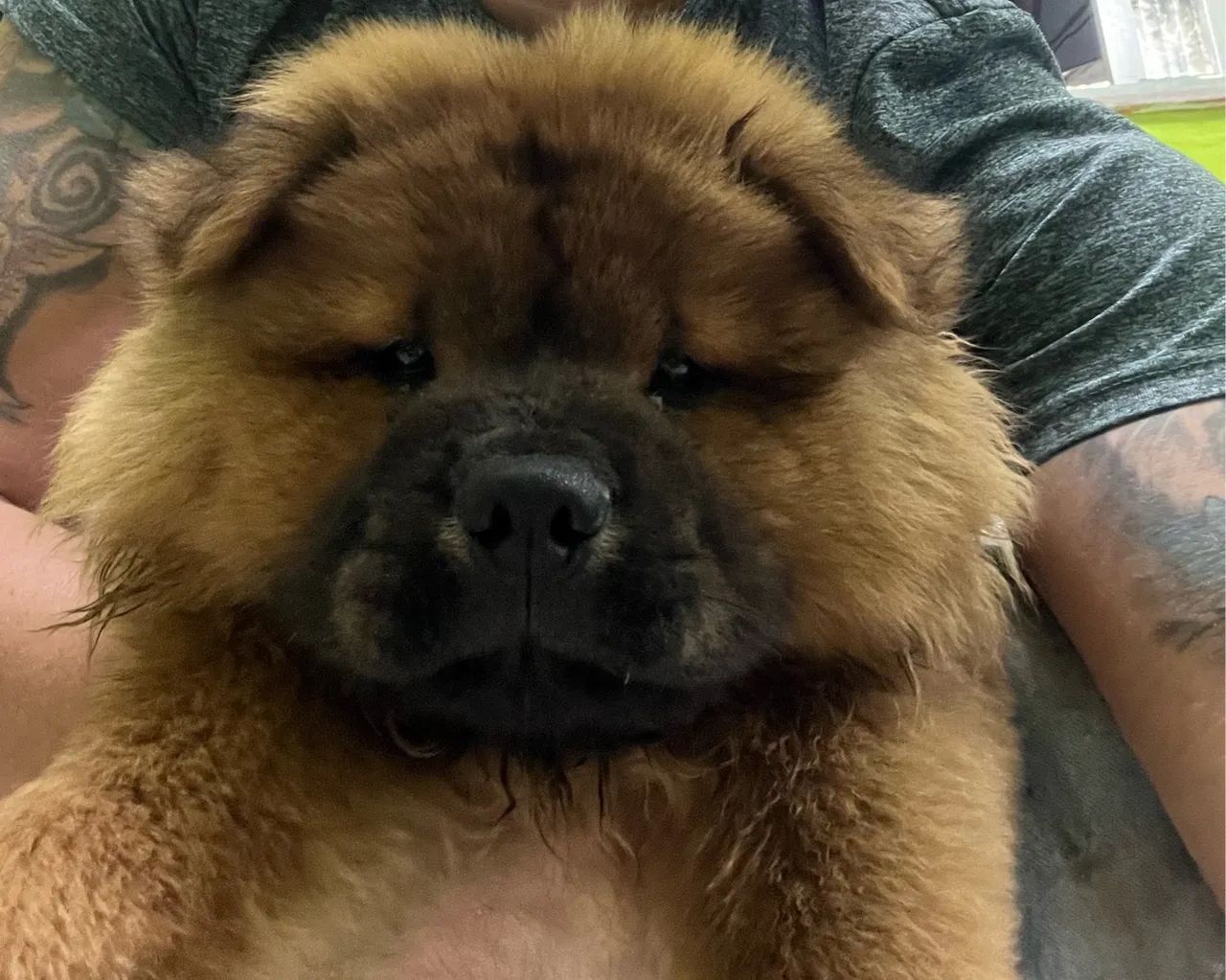 Chow chow filhote 