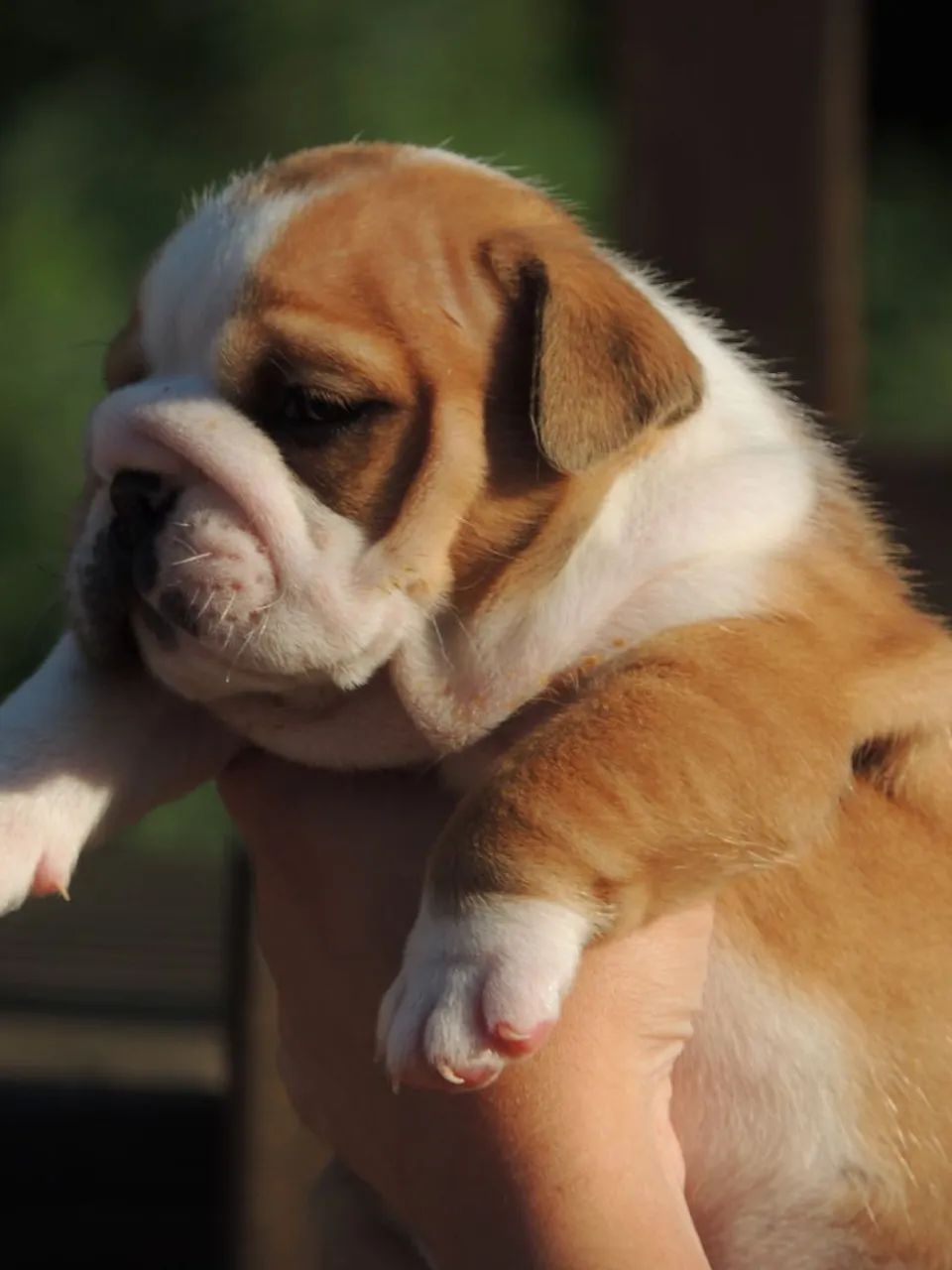 Bulldog Inglês - PERFEIÇÃO!  - Foto 5
