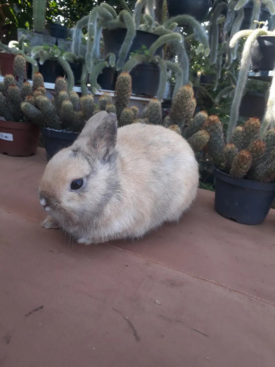 Coelho anão importado