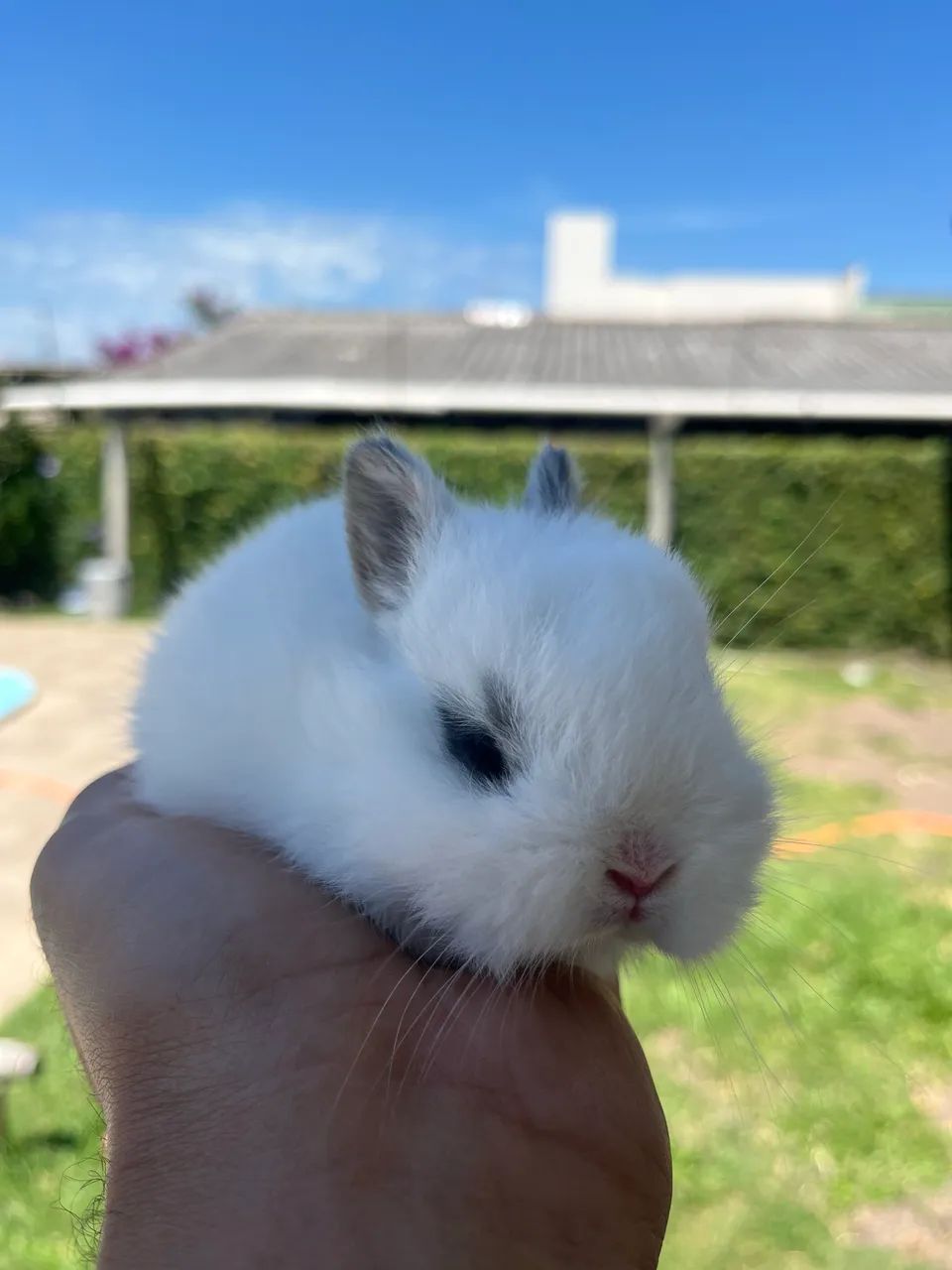 Filhote coelho - Foto 3