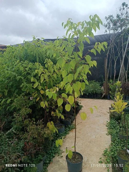 Mudas de Uva do Japão  - Foto 2