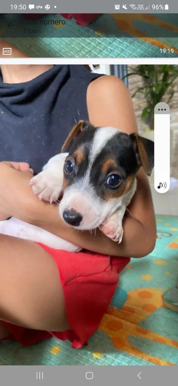 Filhotes Jack Russell Terrier