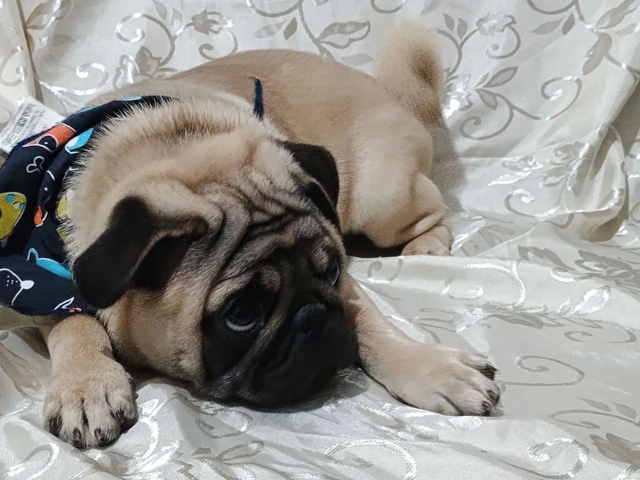 Pug macho 4 meses com todas vacinas em dia - Foto 4