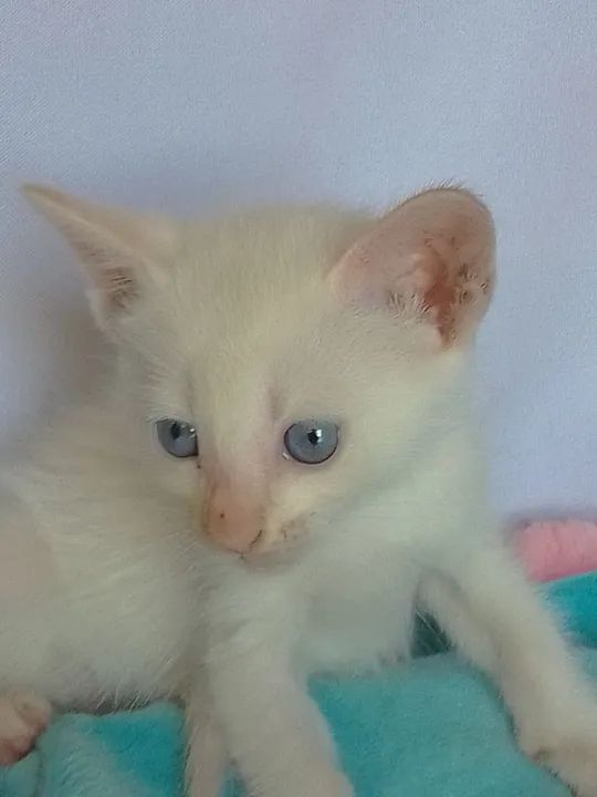 Gato branco com olhos azuis com 40 dias - Foto 3