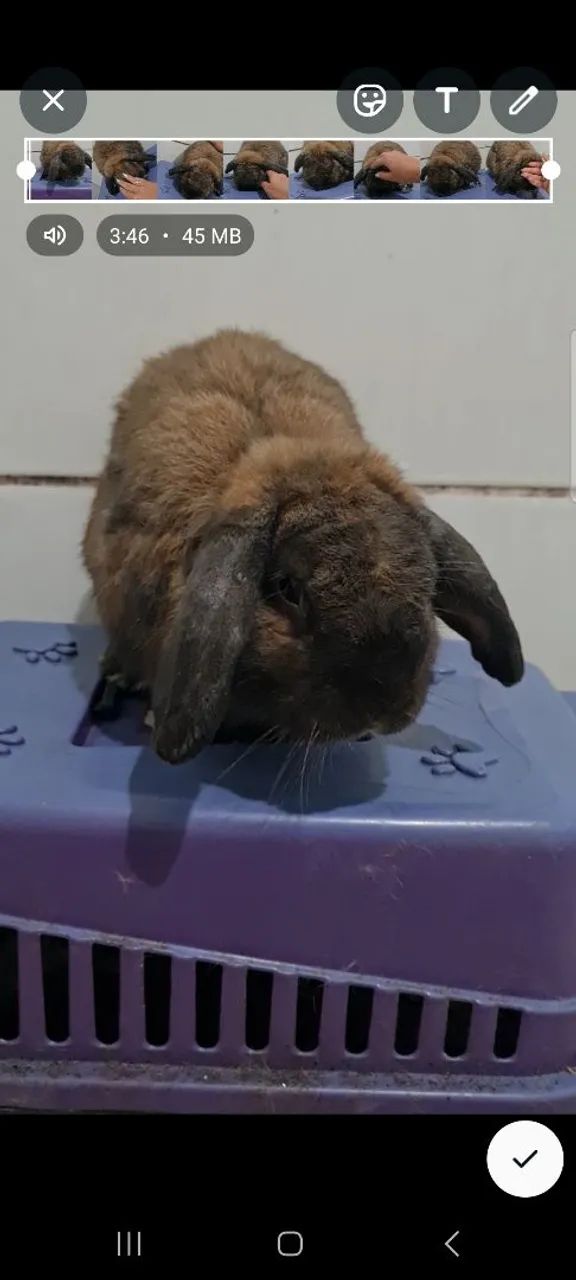 Coelhinho Mini lop - Foto 4