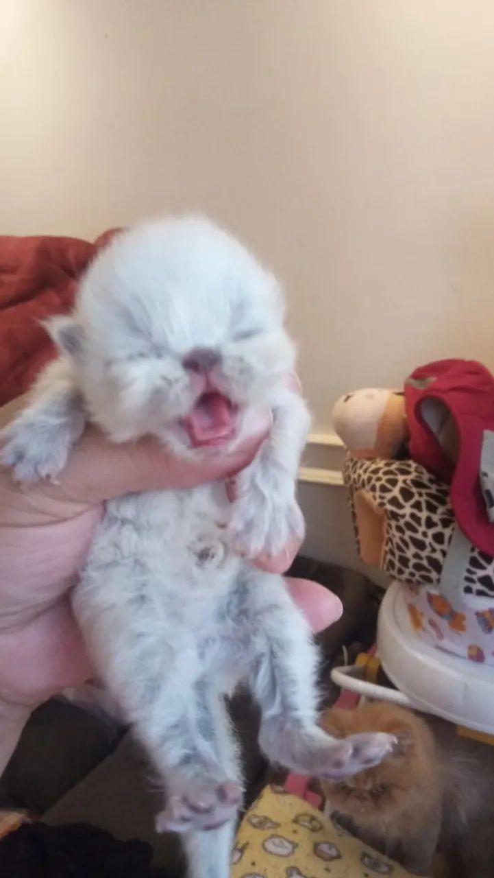 Lindos bebes - Foto 2