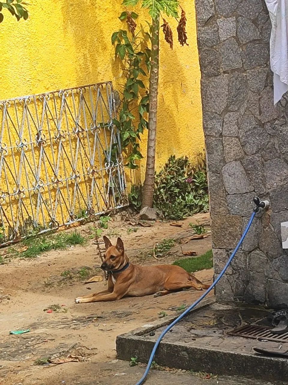 MEL precisa de um lar! - Foto 3