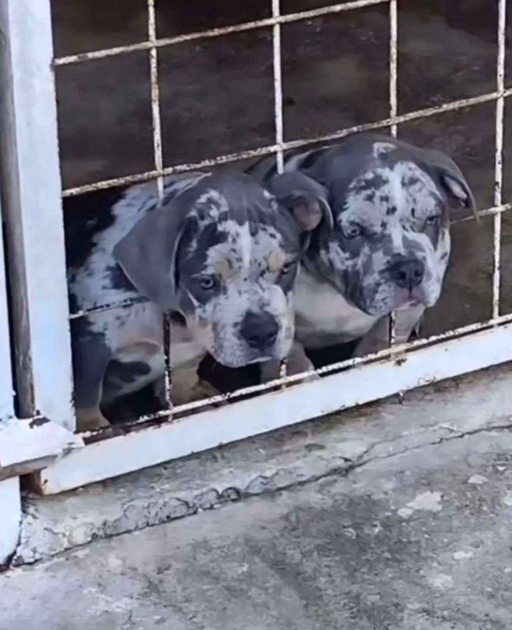 American Bully