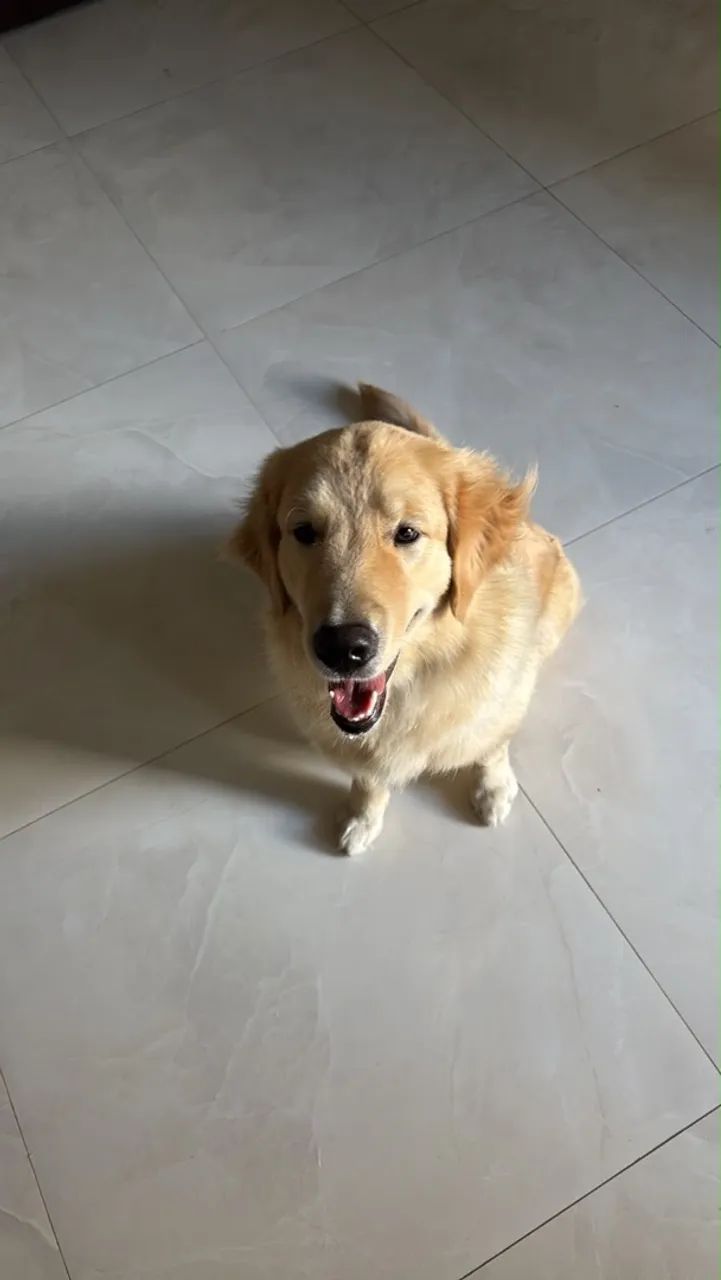 Golden 10 meses - Foto 2