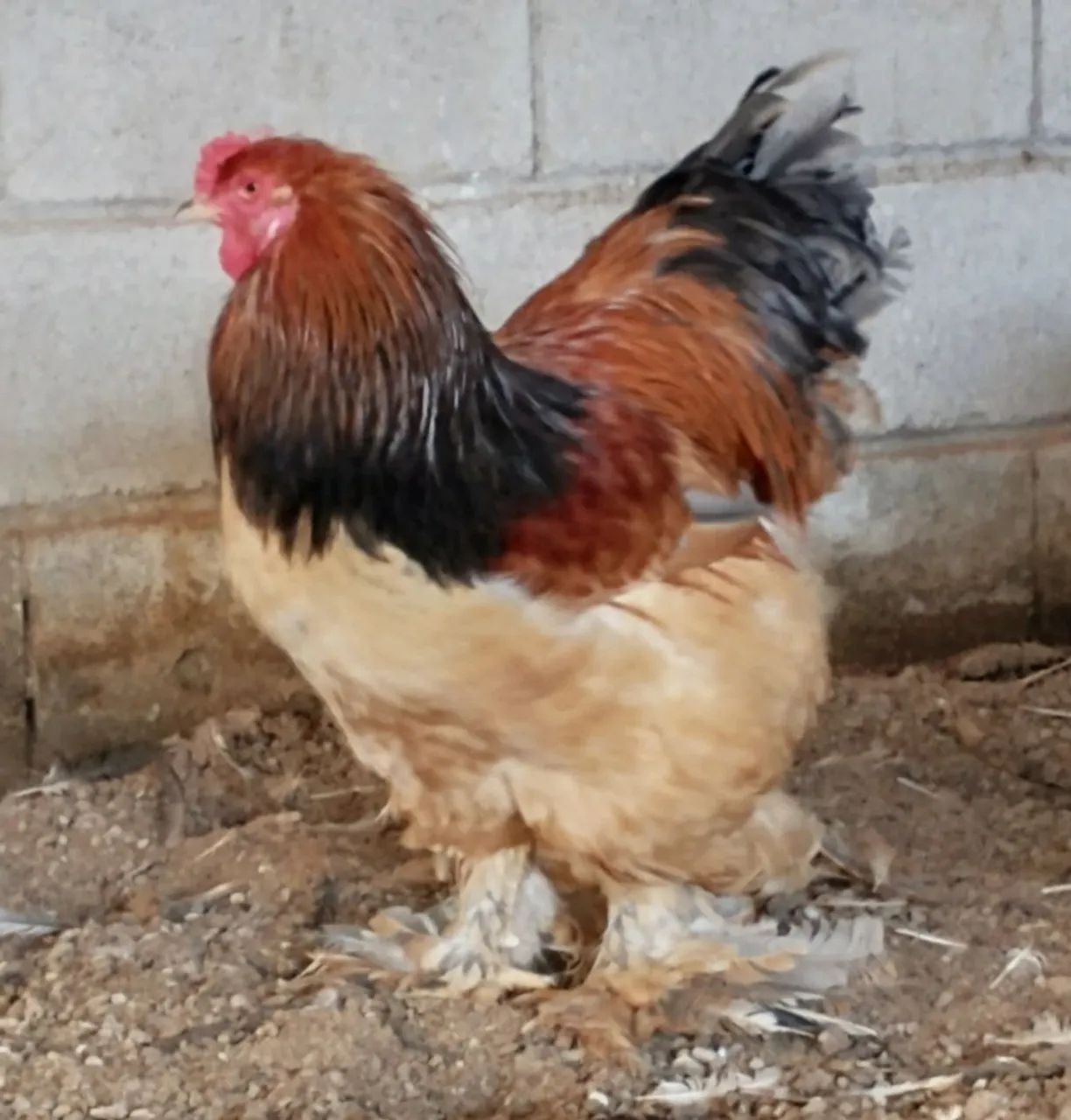 Galinhas da Raça Brahma 