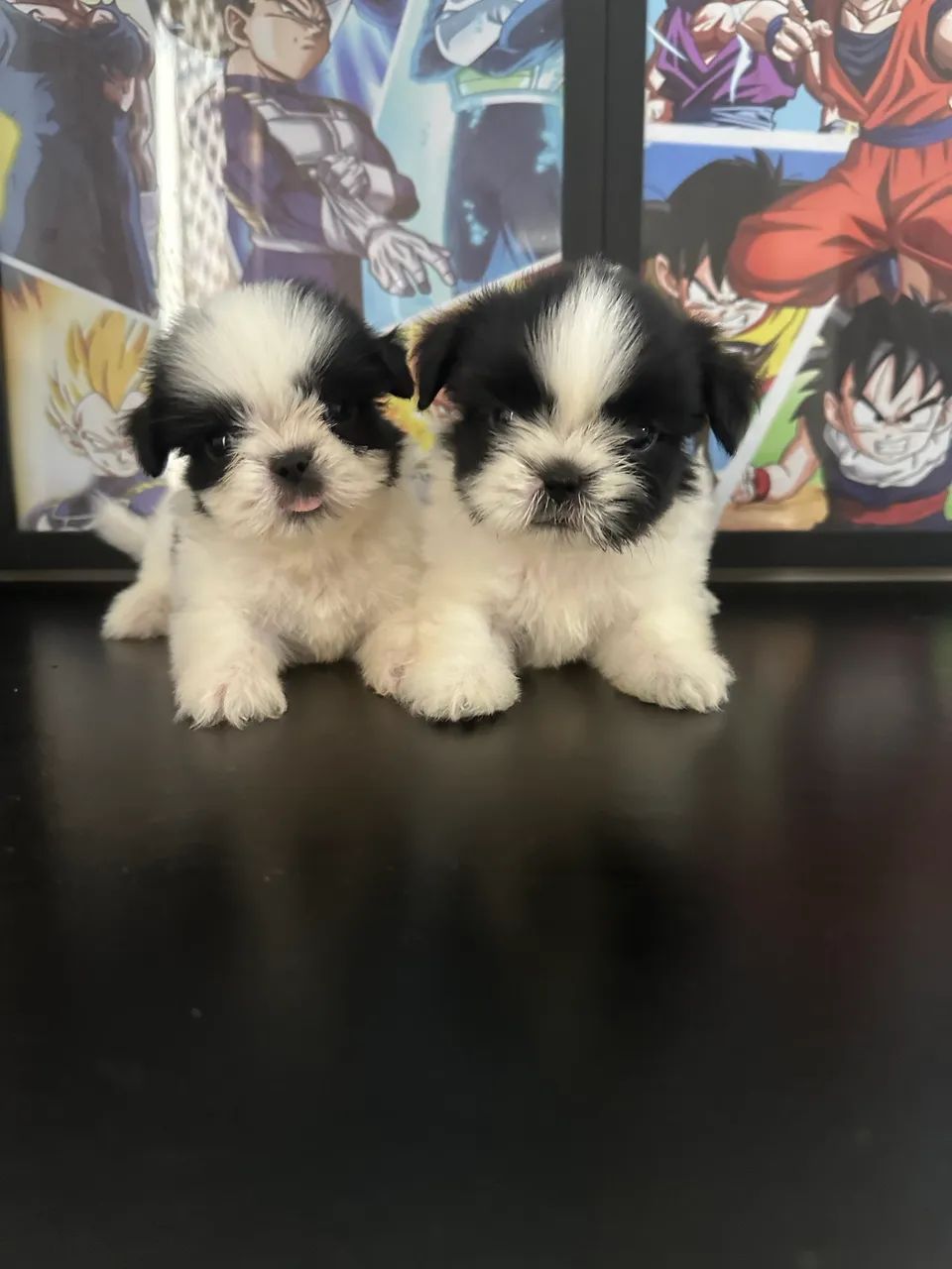 Shihtzu mini - Foto 2