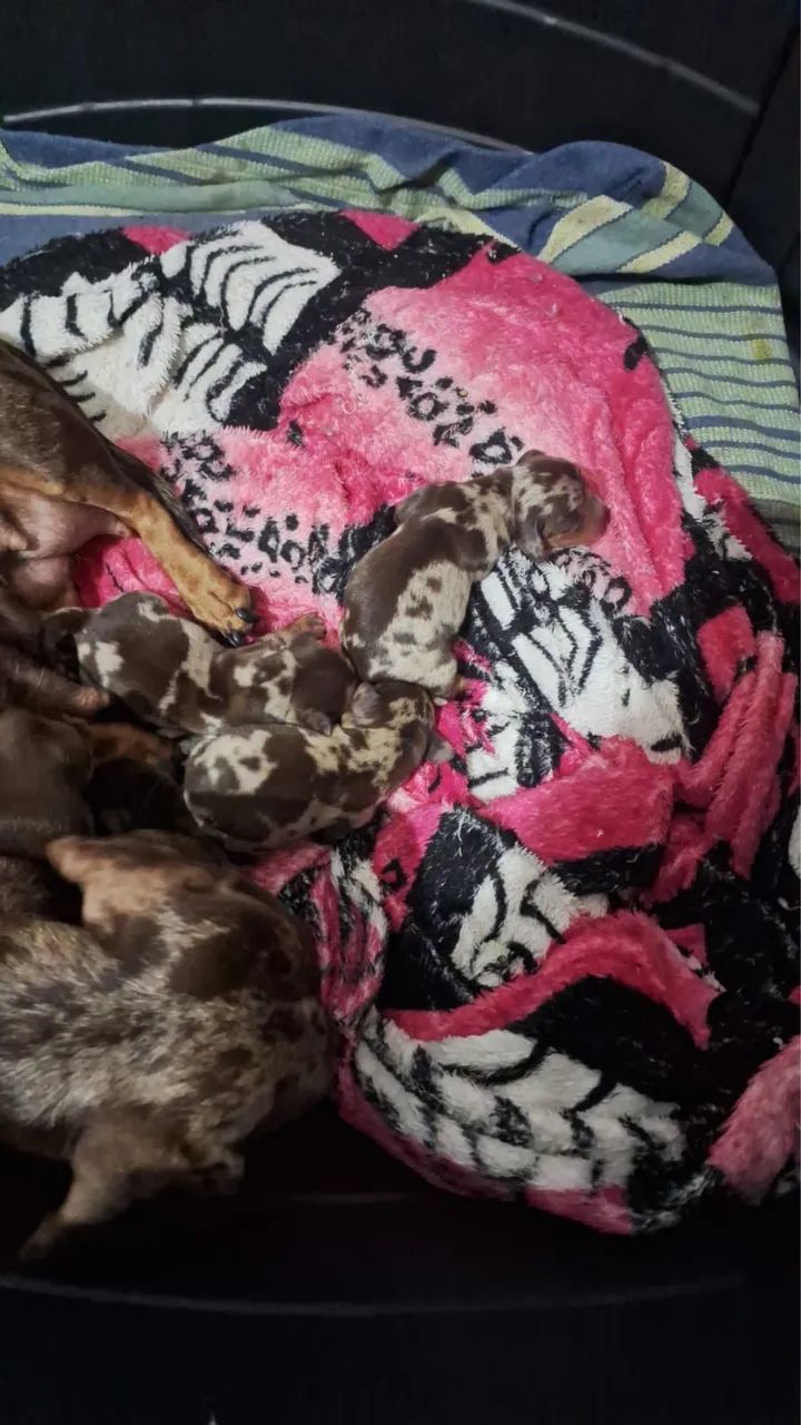 Dachshund  - Foto 5