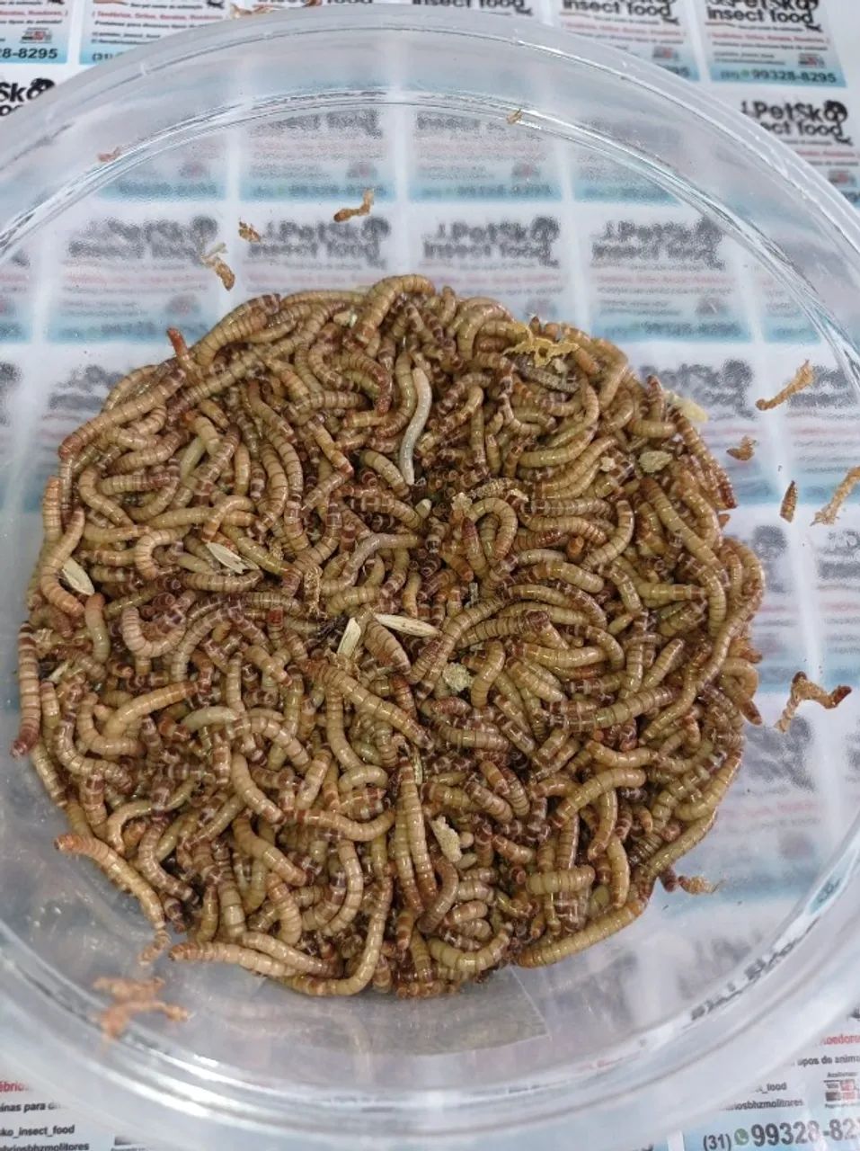 racao para tenebrio - Foto 2