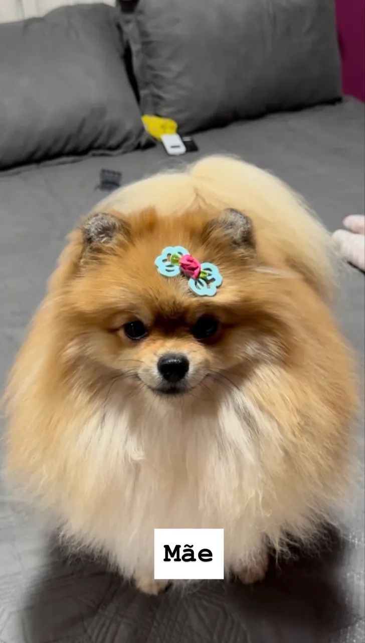 Spitz alemão, macho - Foto 3