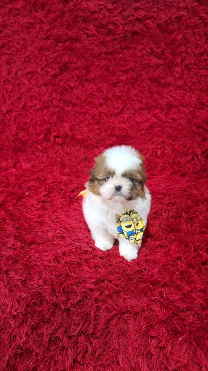 Bebês de shih tzu mini - Foto 2