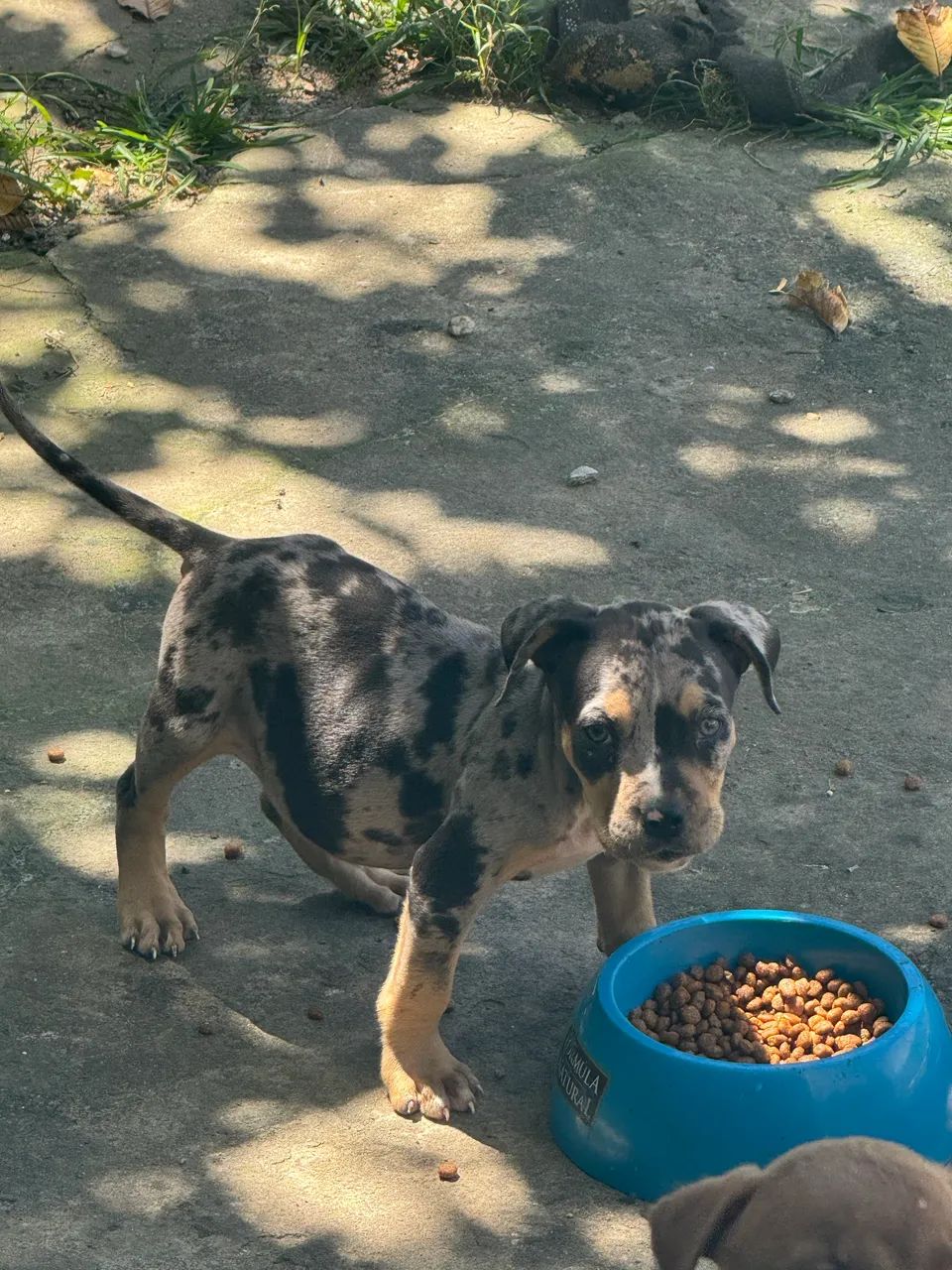 Pit monster tri black Merle 